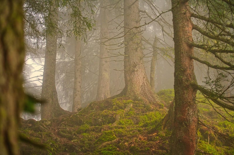 Forest-inspired Menus